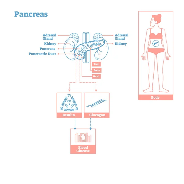 Hasnyálmirigy - endokrin rendszer mirigyek. Orvostudomány vektoros illusztráció diagram. — Stock Vector