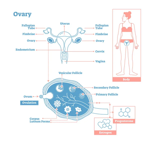 Ovaire, partie du système endocrinien. Illustration vectorielle de la science médicale . — Image vectorielle