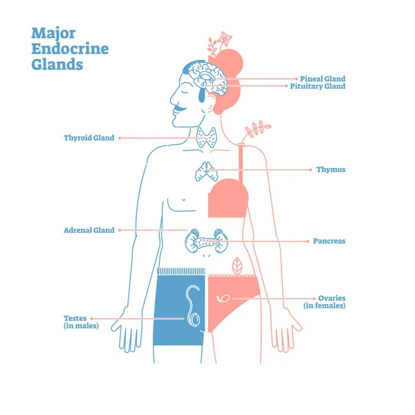 Major endocriene klieren, Vector Illustratie Diagram. Menselijk lichaam hormonen. — Stockvector