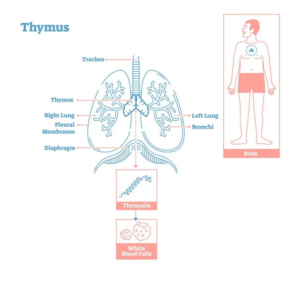 Thymus 내 분 비 시스템의 동맥입니다. 의료 과학 벡터 일러스트 레이 션 다이어그램 — 스톡 벡터