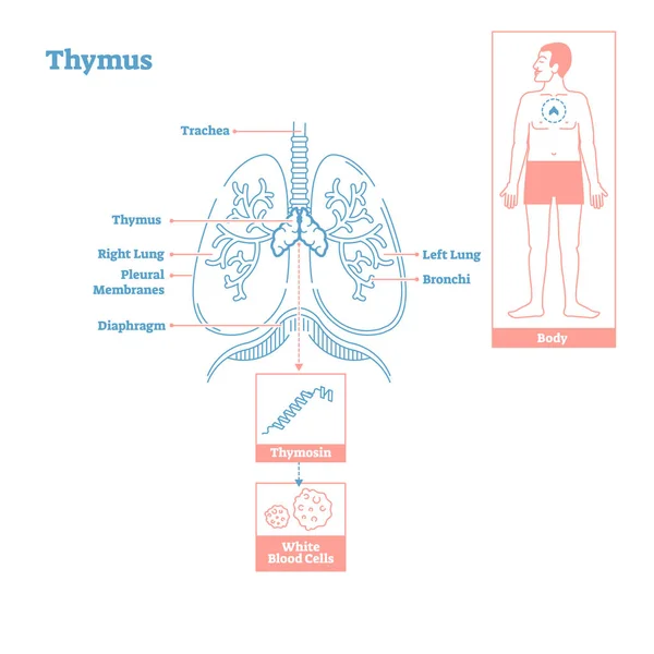 Ghiandola del timo del sistema endocrino. Diagramma illustrazione vettoriale scienza medica — Vettoriale Stock