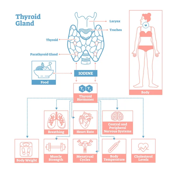 Glande tireóide do sistema endócrino. Diagrama da ilustração do vetor da ciência médica . — Vetor de Stock