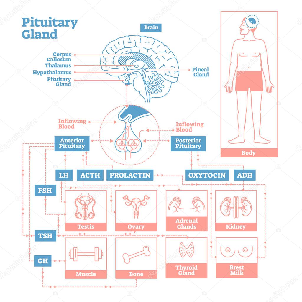 Pituitary Gland of Endocrine System. Medical science vector illustration diagram.