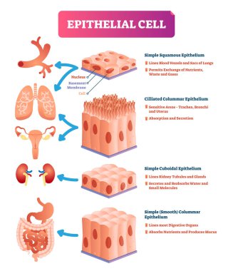 Epithelial cells vector illustration. Medical location and meaning diagram. clipart