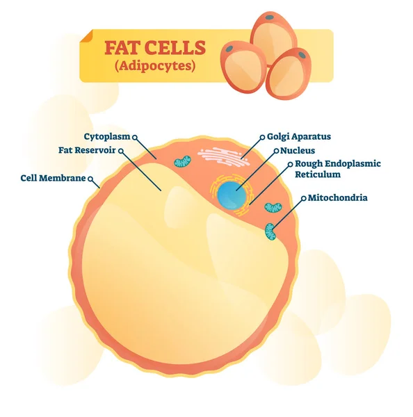 Ilustración de vectores de estructura celular grasa. Diagrama anatómico de adipocitos etiquetado — Archivo Imágenes Vectoriales