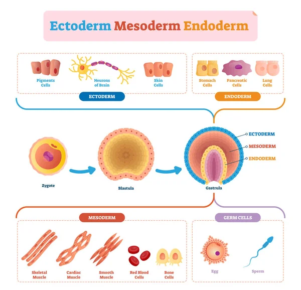 Endoderm, mesoderm and ectoderm vector illustration labeled infographic. — Stock Vector