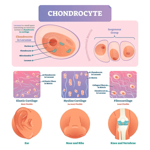 Chondrocyta vektoros illusztráció infographic. Orvosi jelölt biológia-rajz — Stock Vector