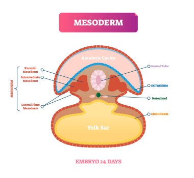 Mesoderm vector illustration. Labeled medical diagram with embryo structure clipart