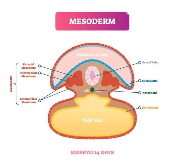 Мезодерм Векторні ілюстрації. Позначена медична діаграма зі структурою ембріона — стоковий вектор