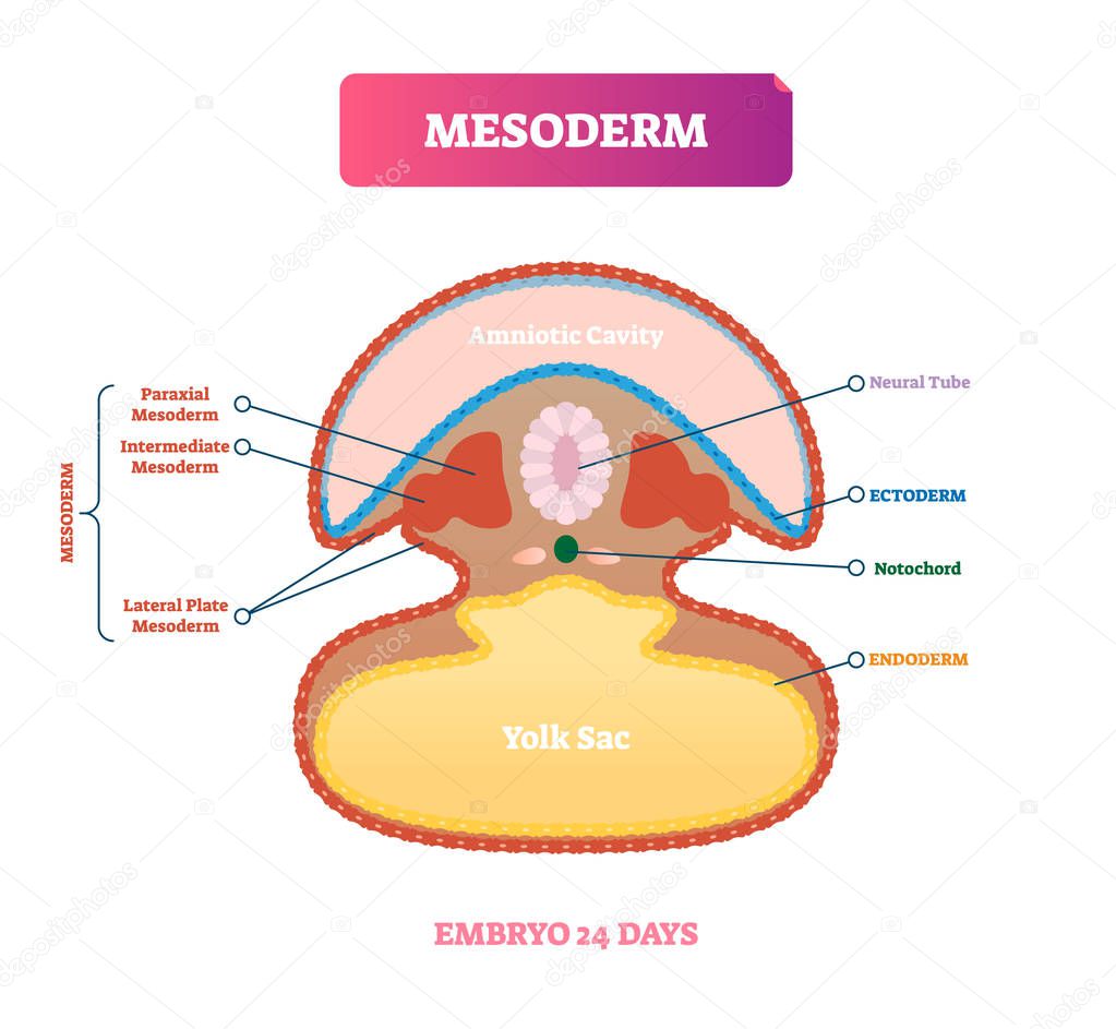 Mesoderm vector illustration. Labeled medical diagram with embryo structure
