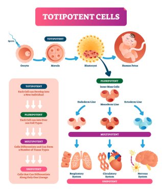 Totipotent cells vector illustration. Multi, uni and pluripotent diagram. clipart