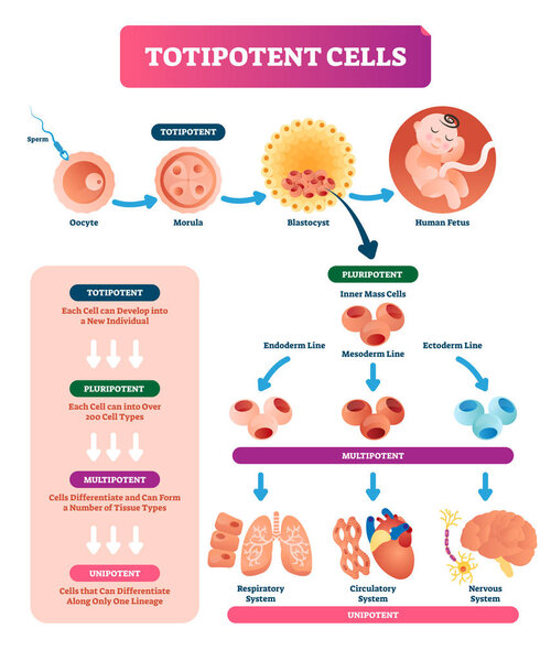 Totipotent cells vector illustration. Multi, uni and pluripotent diagram.