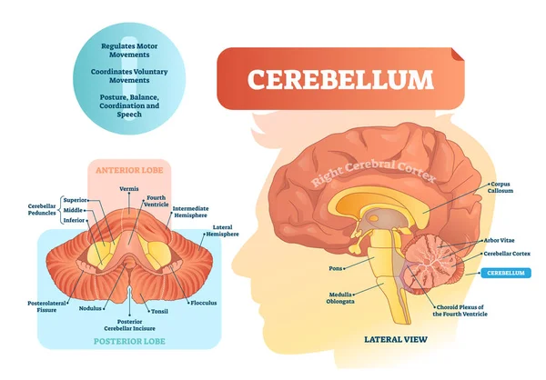 Ilustração vetorial do cerebelo. Diagrama médico etiquetado com vista interna . — Vetor de Stock