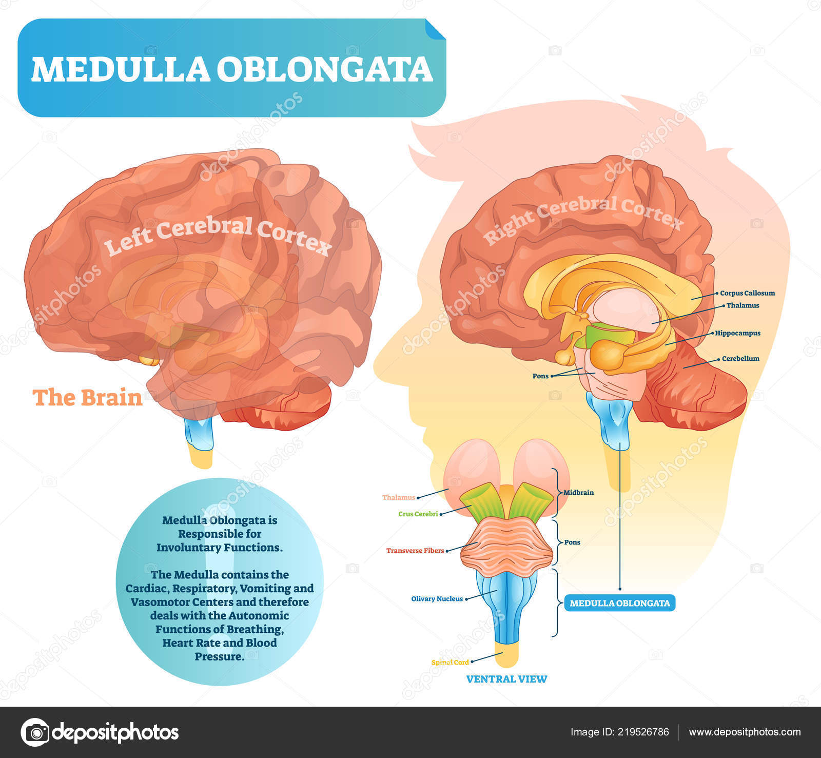 Medulla oblongata vector illustration. Labeled ... Biology Diagrams