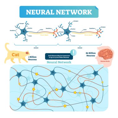 Neural network vector illustration. Neuron structure and net diagram. clipart
