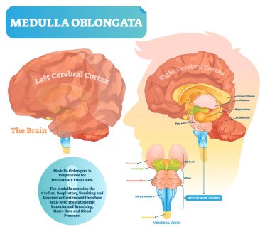 Medulla oblongata vector illustration. Labeled diagram with ventral view. clipart