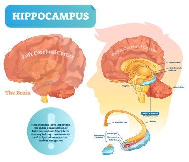 Hippocampus vector illustration. Labeled diagram with isolated closeup. clipart