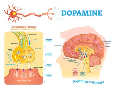 Dopamine vector illustration. Labeled diagram with its action and pathways. clipart