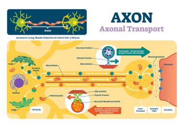 Axon vector illustration. Labeled diagram with explanation and structure. clipart