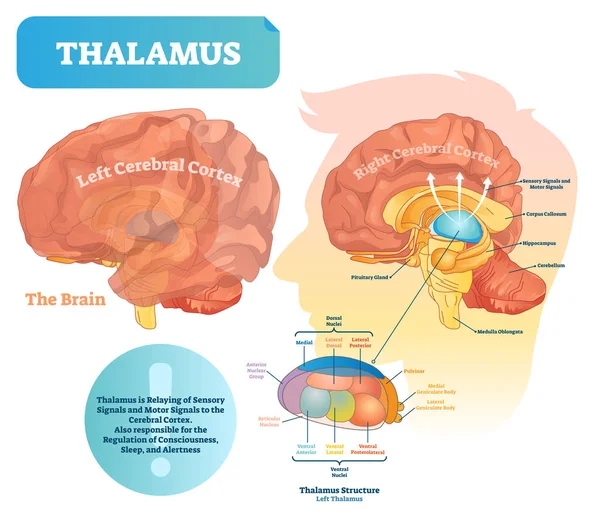 Thalamus vector illustration. Labeled medical diagram with brain structure. — Stock Vector