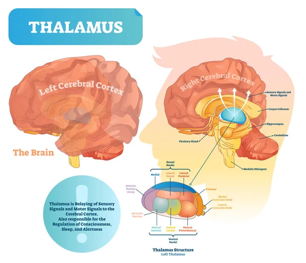 Ilustración vectorial del tálamo. Diagrama médico etiquetado con estructura cerebral . — Vector de stock