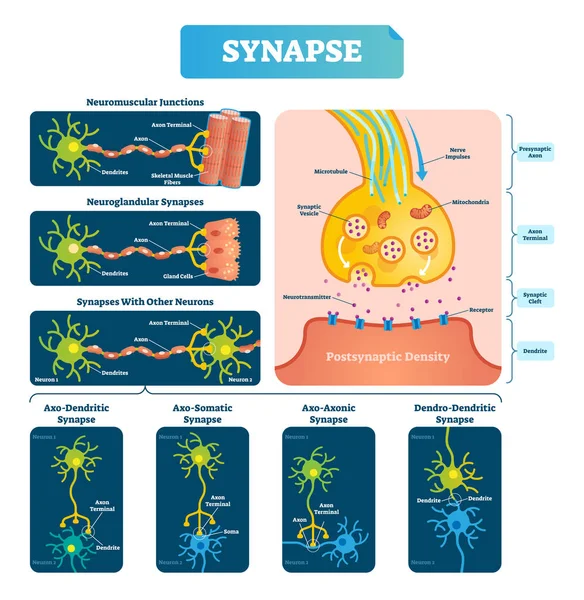 Synapse vektorové ilustrace. S popisem diagram s neuromuskulární příklad. — Stockový vektor