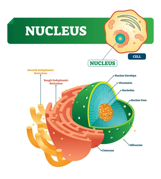 Nucleus vectorillustratie. Gelabelde diagram met geïsoleerde celstructuur. — Stockvector