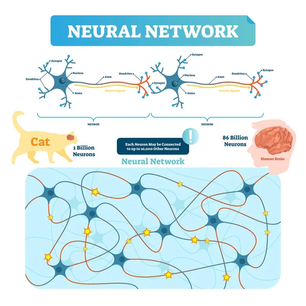 Illustration neuronaler Netzwerkvektoren. Neuronenstruktur und Netzdiagramm. — Stockvektor