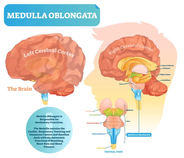 Ilustração vetorial Medulla oblongata. Diagrama marcado com vista ventral . —  Vetores de Stock