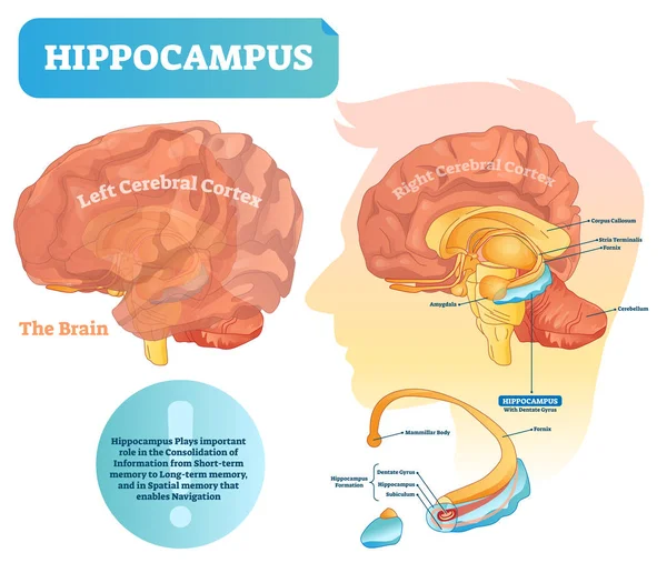 Hippocampus vektör çizim. İzole closeup ile etiketlenmiş diyagramı. — Stok Vektör