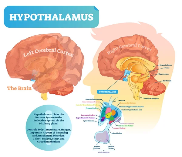 Illustration des Hypothalamus-Vektors. beschriftetes Diagramm mit Gehirnteilstruktur — Stockvektor