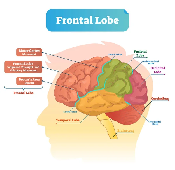 Ilustración del vector del lóbulo frontal. Diagrama etiquetado con la estructura de la parte del cerebro — Vector de stock