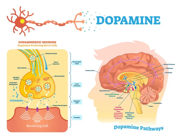 Dopamin vektorillustration. Märkt diagrammet med dess åtgärder och vägar. — Stock vektor