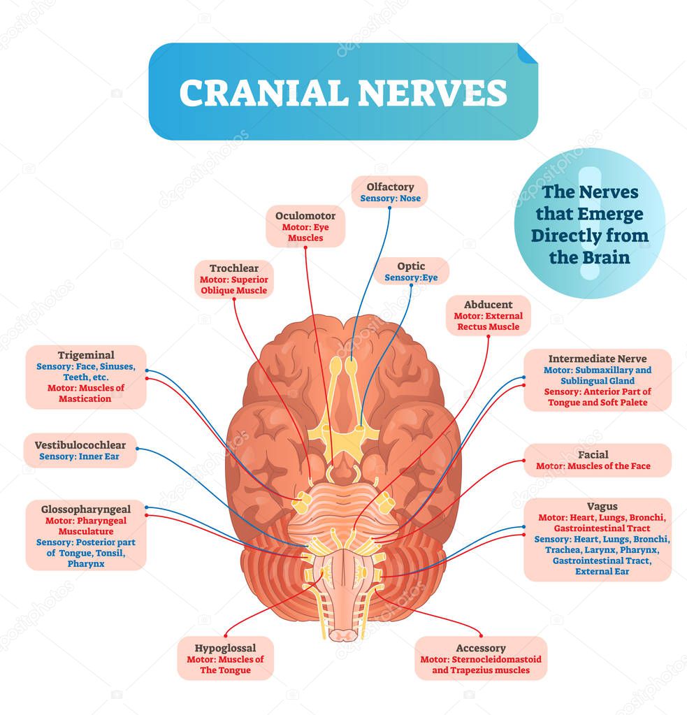 Cranial nerves vector illustration. Labeled diagram with brain sections.