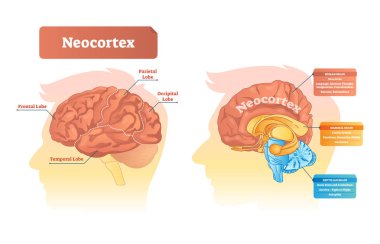 Neocortex vector illustration. Labeled diagram with location and functions. clipart