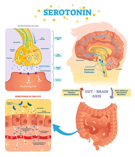 Illustrazione vettoriale della serotonina. Schema etichettato con asse del cervello intestinale e sistema nervoso centrale . — Vettoriale Stock