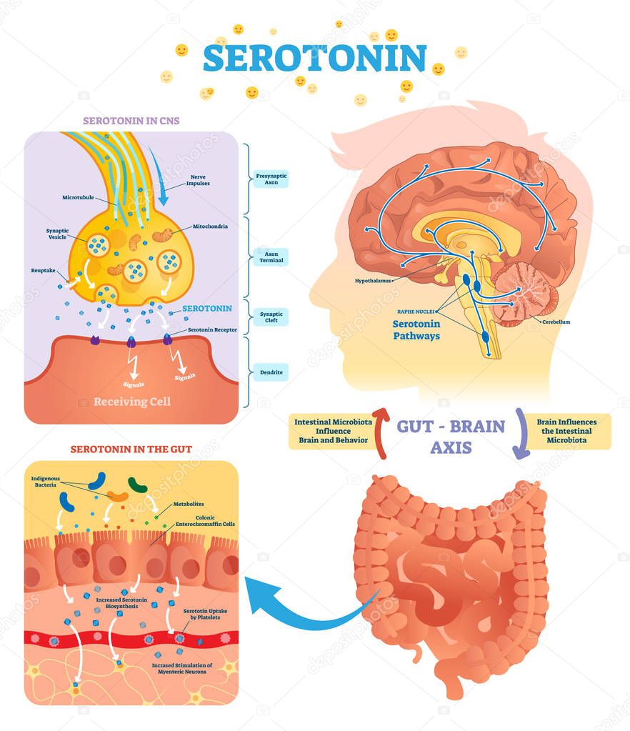 Serotonin vector illustration. Labeled diagram with gut brain axis and CNS.