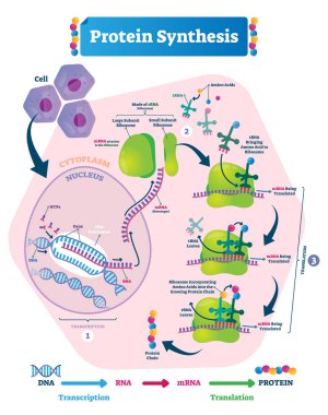 Protein synthesis vector illustration. Transcription and translation. clipart