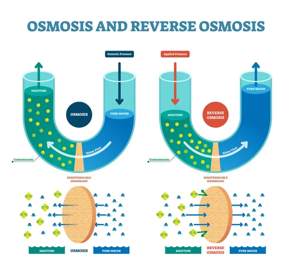 Osmos omvänd vektorillustration. Förklaras processen med lösning. — Stock vektor