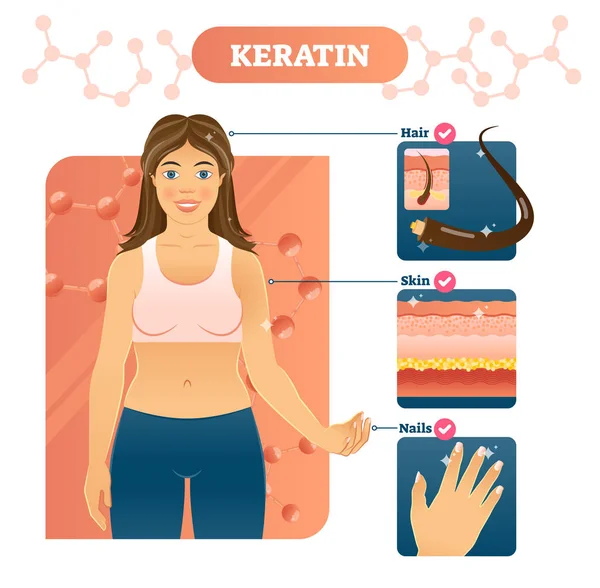 Keratin Vektor Illustration. Haare, Haut und Nägel an Frau. — Stockvektor