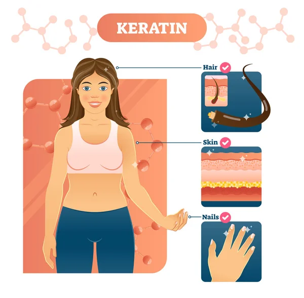 Ilustrasi vektor Keratin. Rambut, kulit dan kuku contoh pada wanita . - Stok Vektor