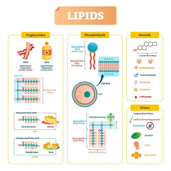 Lipidler illüstrasyon vektör. Trigliserid, mum ve steroid diyagramı.