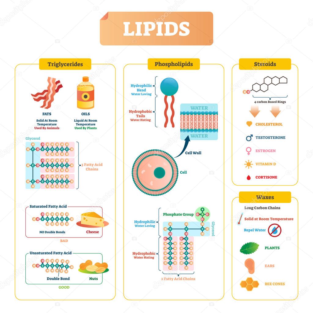 Lipide VektorIllustration. Triglyceride, Wachse und Steroide Diagramm