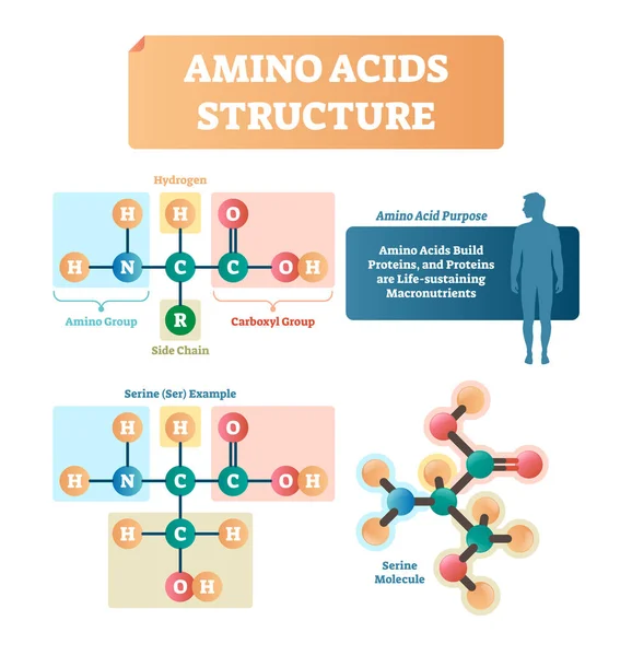 Векторная иллюстрация структуры аминокислот. Сериновая молекулярная диаграмма . — стоковый вектор