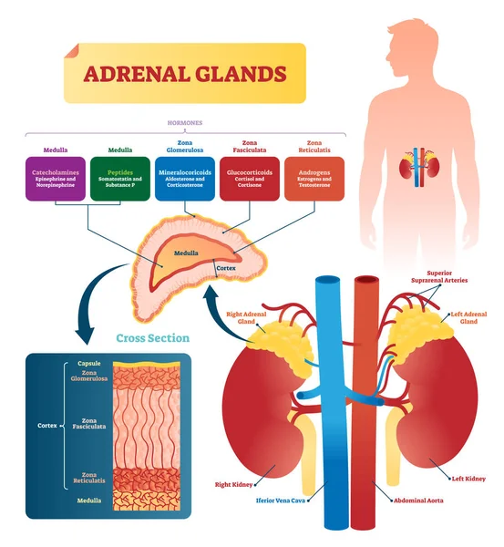 Adrenal glands vector illustration. Labeled scheme with hormones types — Stock Vector