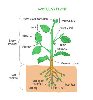 Vascular plant biological structure labeled diagram, vector illustration clipart