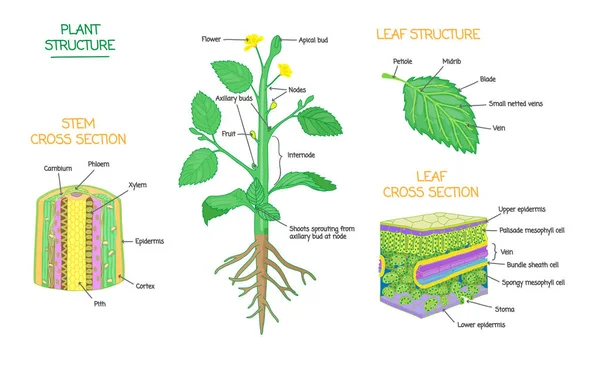 Estructura vegetal y colección de diagramas etiquetados de biología botánica de sección transversal — Archivo Imágenes Vectoriales