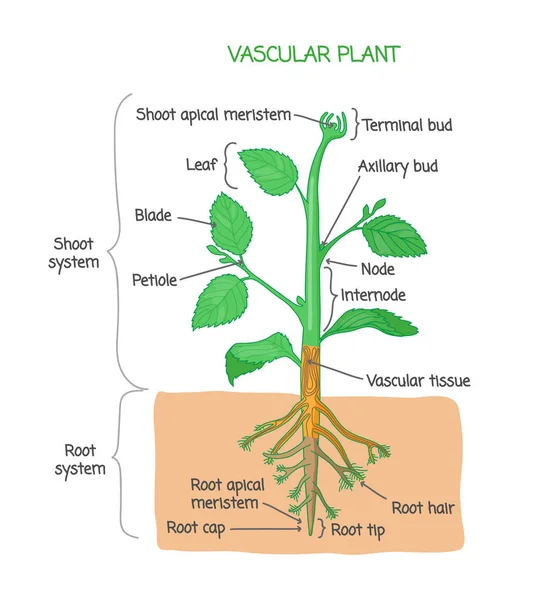 Gefäßpflanzenbiologische Struktur markiertes Diagramm, Vektorillustration — Stockvektor