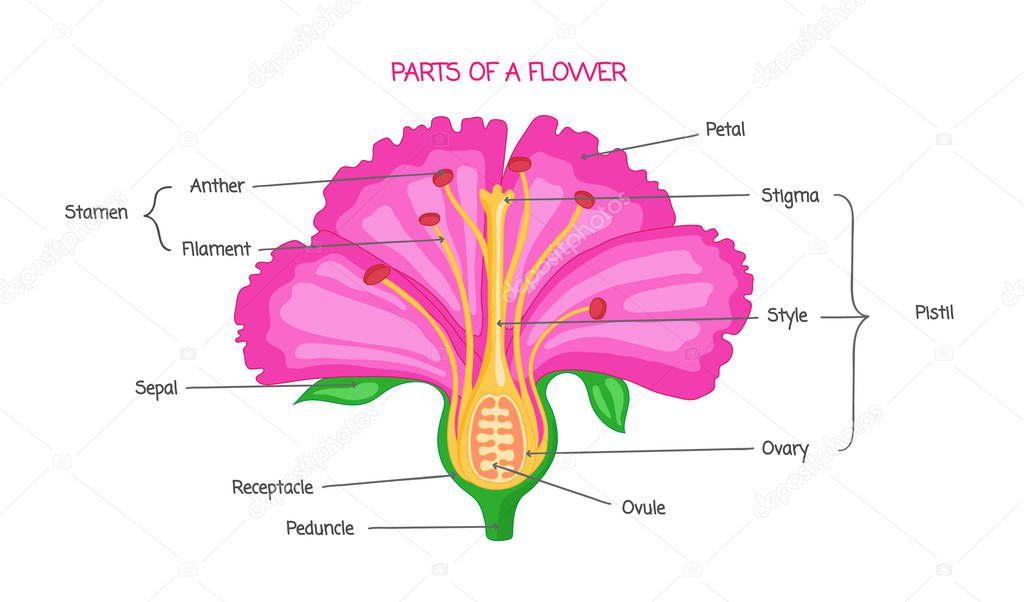 Part of a flower biological diagram, vector illustration drawing with educational scheme.