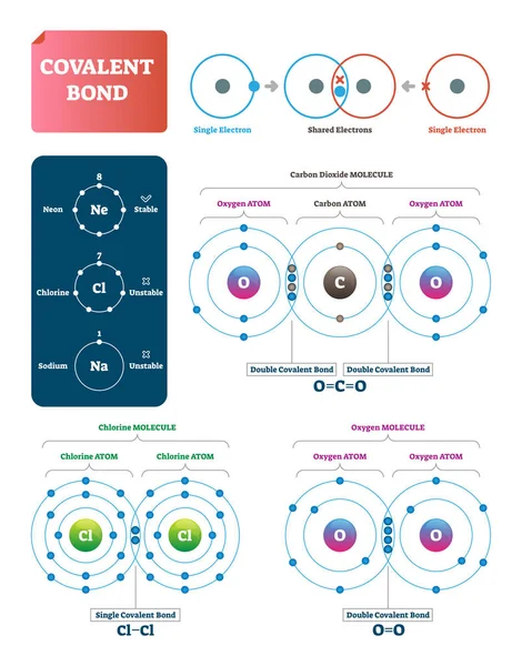 Ilustración de vector de enlace covalente. Explicación y ejemplo de diagrama etiquetado . — Vector de stock